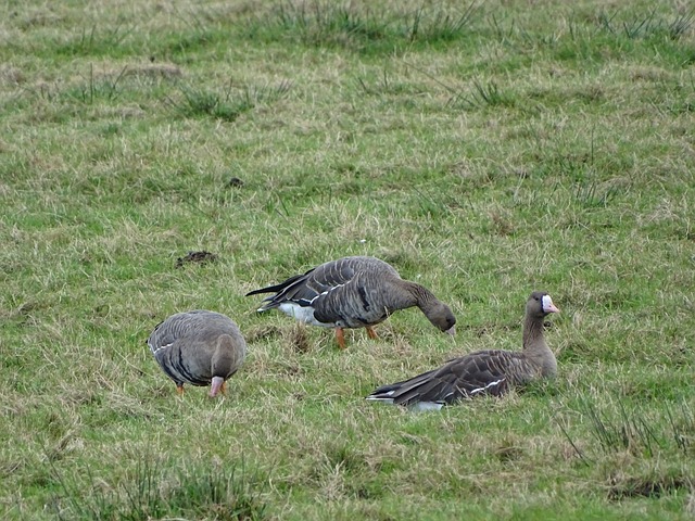 额转会费可 额转会费可